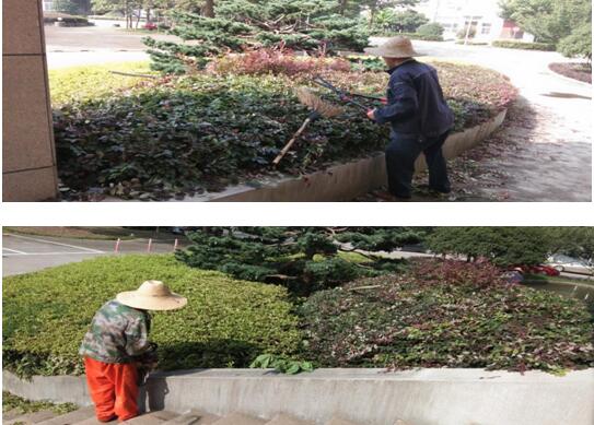綠植修剪，美化環(huán)境